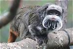2 Tamarin Monkeys Have Gone Missing from the Dallas Zoo