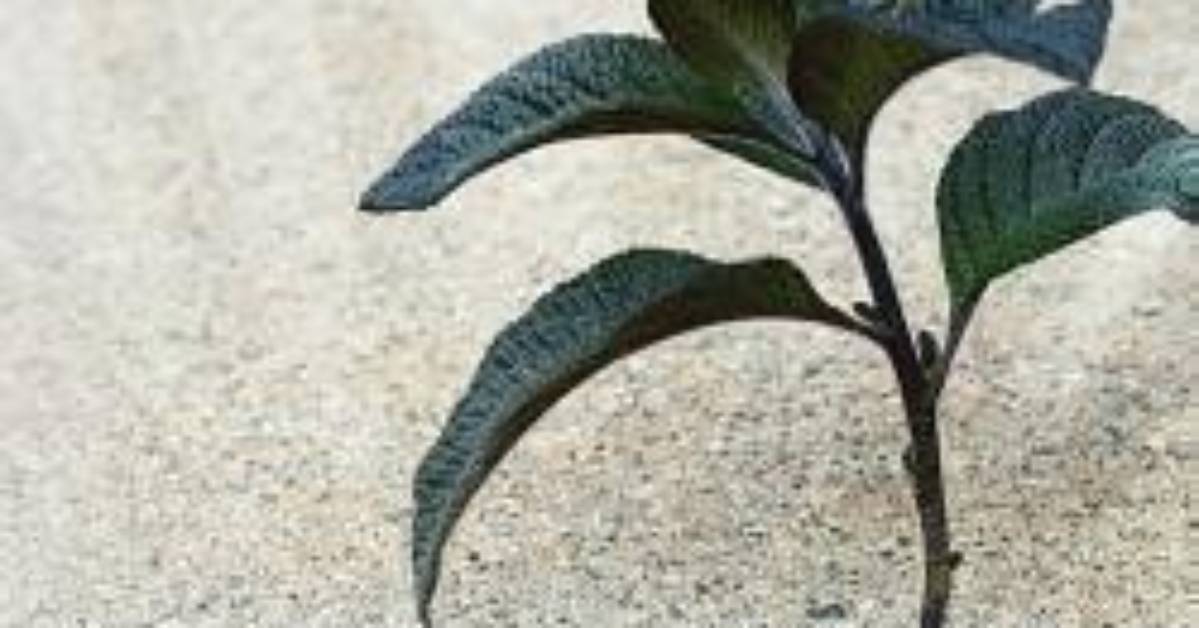 A Guide to the Resilient Survivor