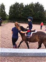 A Haven for Equestrian Delights