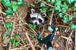 Animal Rescuers Save Raccoon with Peanut Butter Jar Stuck on Its Head