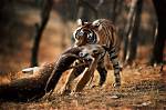Animals That Prey on Humans