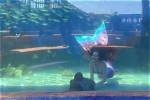 Aquashowgirls: the Enchanting World of Aquatic Performers