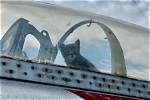 Aviation Museum Discovers Litter of Kittens Born in Historic Plane and Helps Rescue the Cats