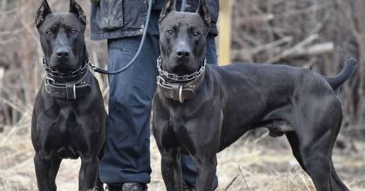 Borz Hund: the Majestic Canine Companion
