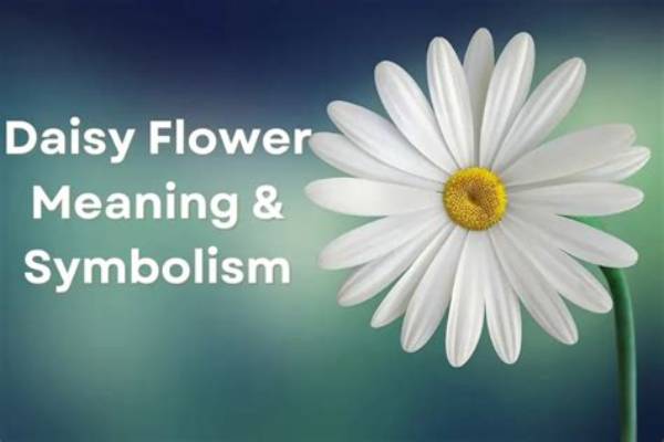 Daisy Blooms Name: the Symbolism and Beauty of Daisies
