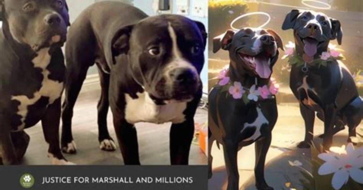 Discover Millions of Marshall Dogs: Your Ultimate Guide