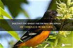 Discover the Enchanting History of the Orioles