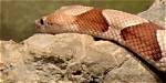 Discover the Fascinating World of Ozark Snakes