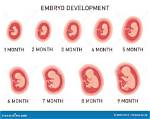 Discover the Secrets of Pregnancy 9 Months Before March
