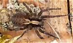 Discover the Unmistakable Appearance of Wolf Spiders