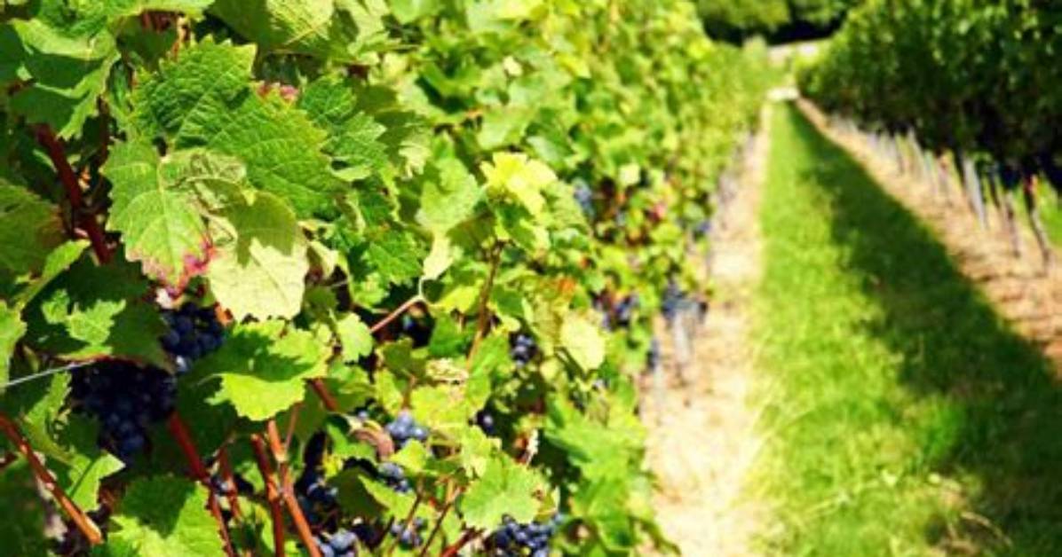 Discoveries and Insights for Viticulture