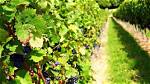 Discoveries and Insights for Viticulture