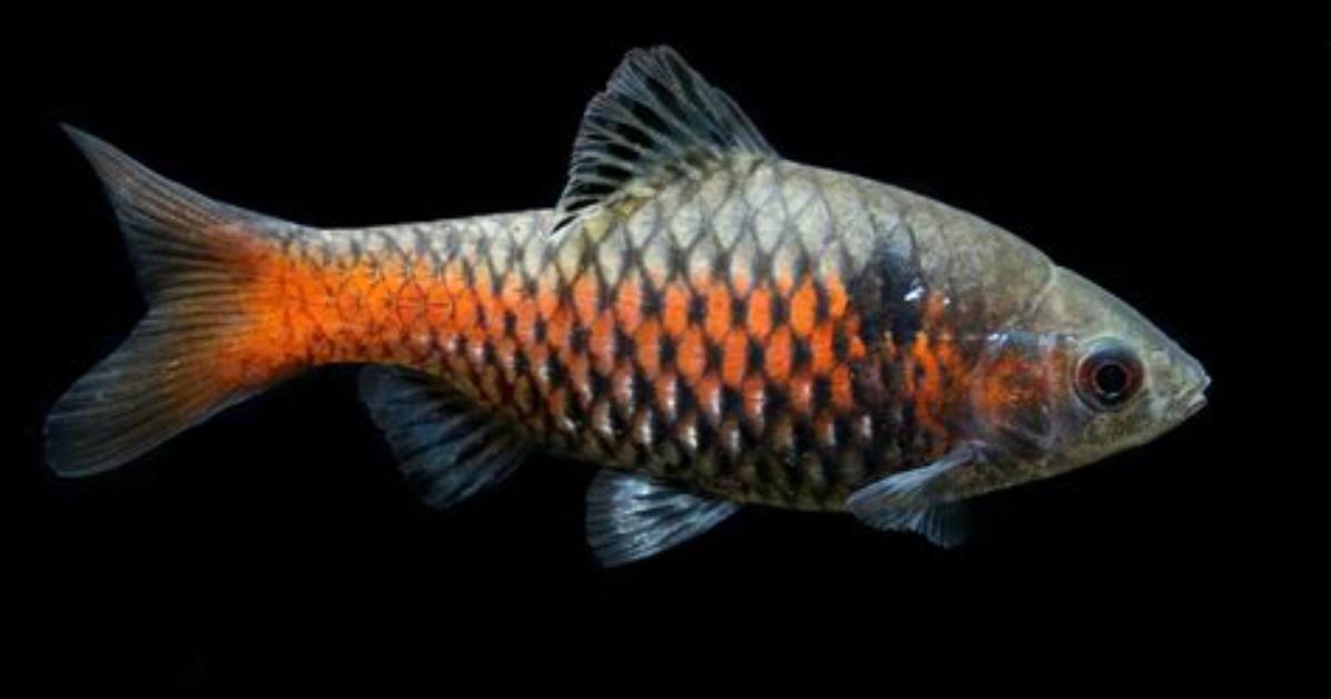 Discovering the Best Barb Names: a Comprehensive Guide