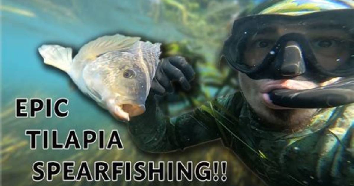 Dive into the Epic Battle: Tilapia vs Whiting