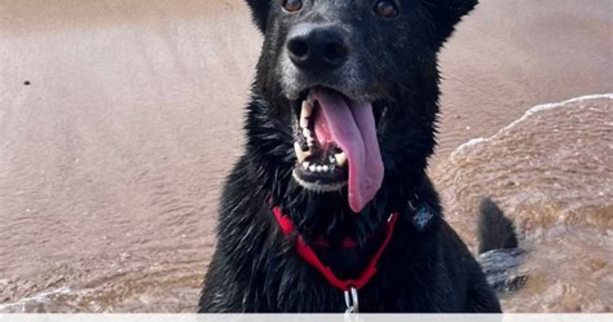 Dive into the Spca of Virginia Beach
