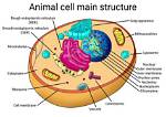 Do Animals Have Cell Walls? Uncover the Truth