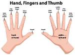 Essential Knowledge for Understanding Hand Function