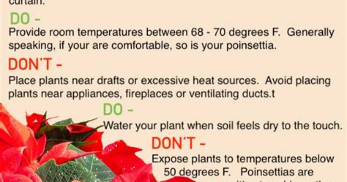 Essential Poinsettia Care Tips for Outdoor Thriving in Florida