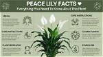 Everything You Need to Know About Lily Pino