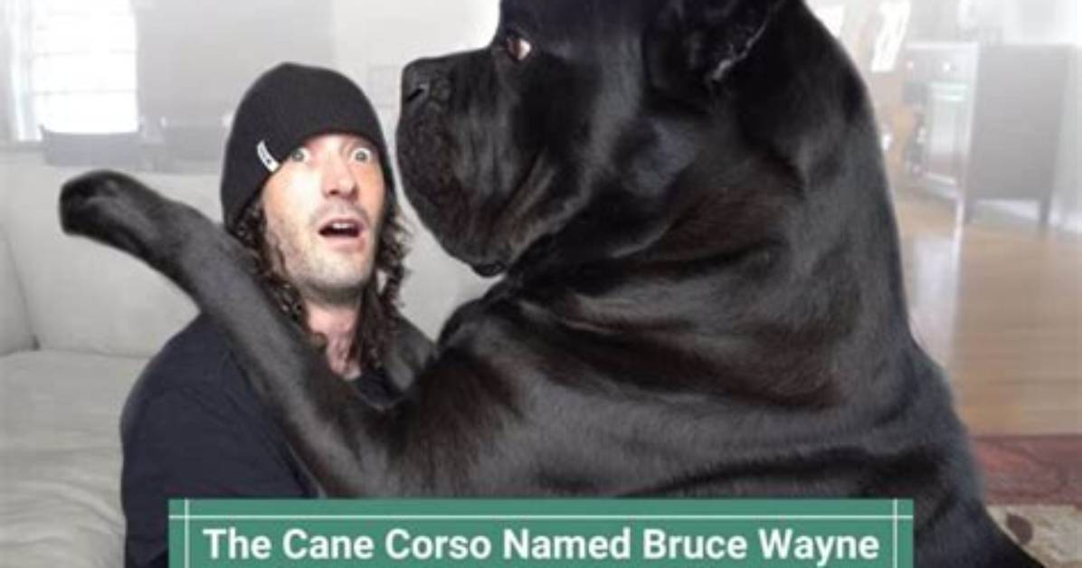 Everything You Need to Know About Wayne Barnes' Wife