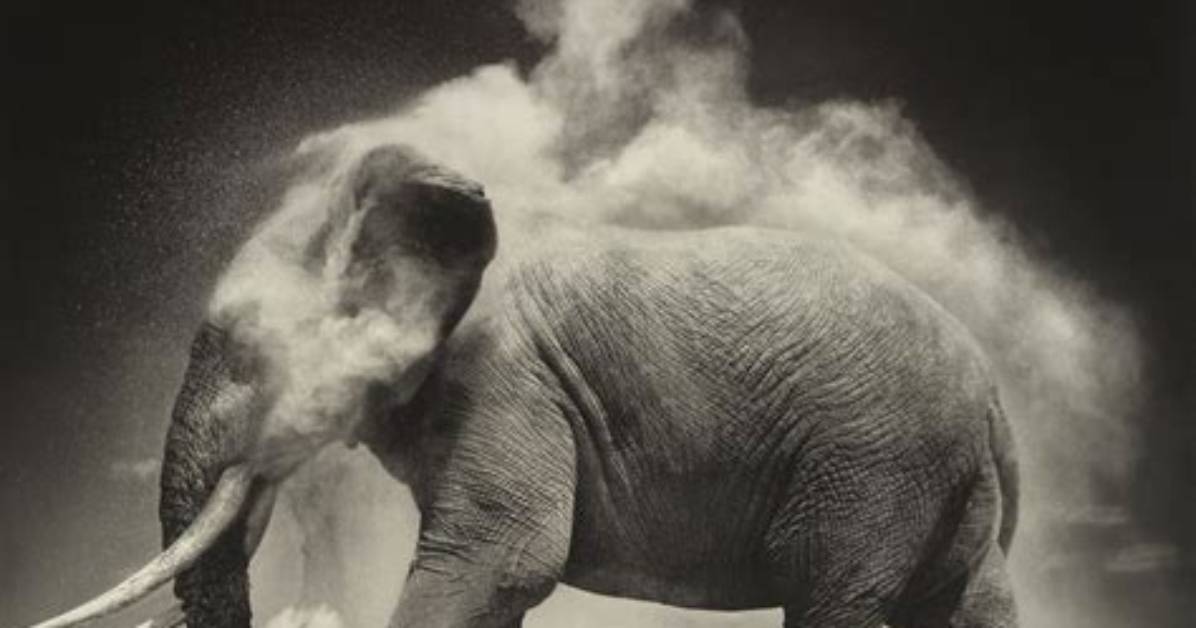 Exploring Nick Brandt's Personal World
