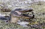 Exploring the Alligators in Lake Norman: Myths and Realities