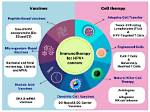 Exploring the Possibilities of an Hpv Cure