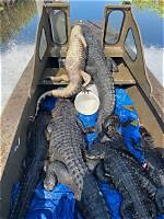 Exploring the Thrills of Alligator Season in Louisiana