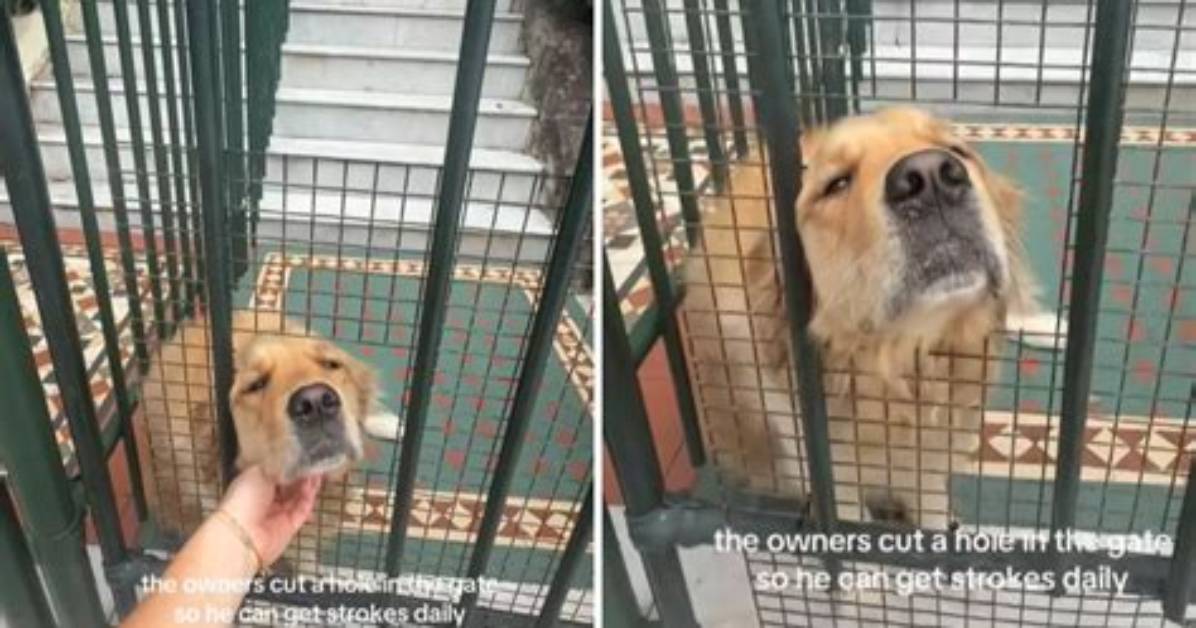 Golden Retriever Loves Greeting Neighbors from the Roof of Texas Home: ‘Never Met a Stranger’