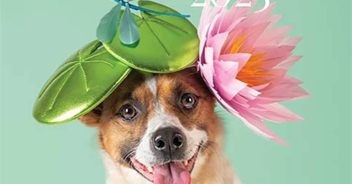 Haute Dogs! Royal Hat Designers Create Couture Canine Headpieces for Charity — See the Adorable Pics