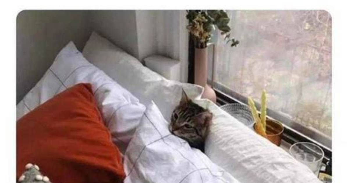 Hilarious Cuddling Memes to Brighten Your Day