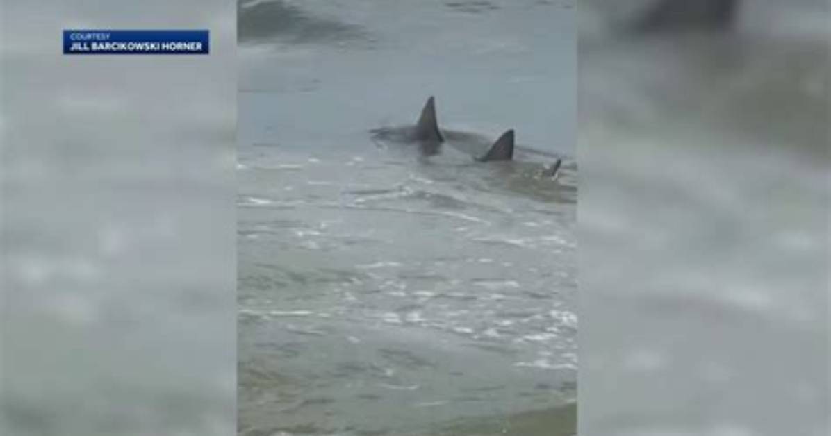 Hilton Head Shark Attacks: a Comprehensive Guide