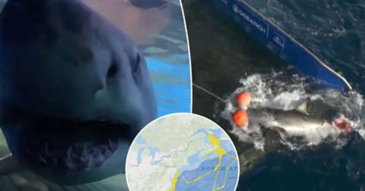 Hilton Head Shark Attacks in South Carolina: a Comprehensive Guide