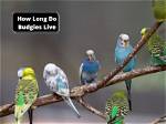 How Long Do Budgies Typically Live: a Comprehensive Guide