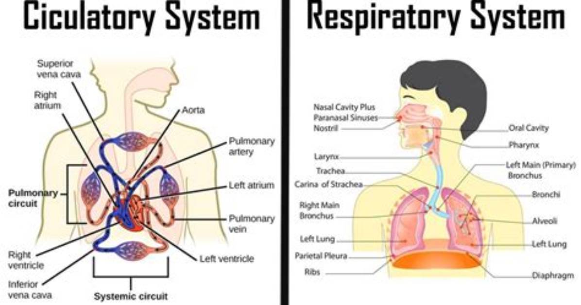 How the Respiratory and Circulatory Systems Work Together: an Essential Guide