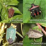 Identifying Stink Bugs Based on Their Appearance