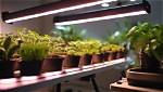 Illuminate Your Indoor Garden: the Best Led Grow Lights Uk 2018