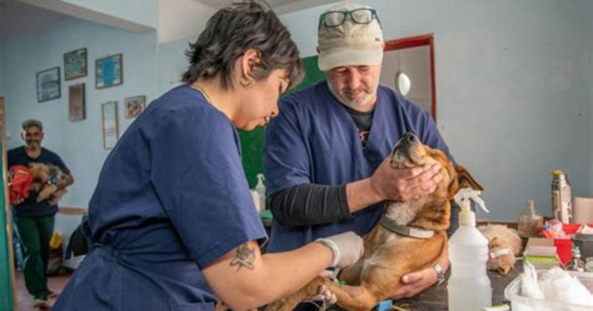 Latest Updates on Pol Veterinary Services News