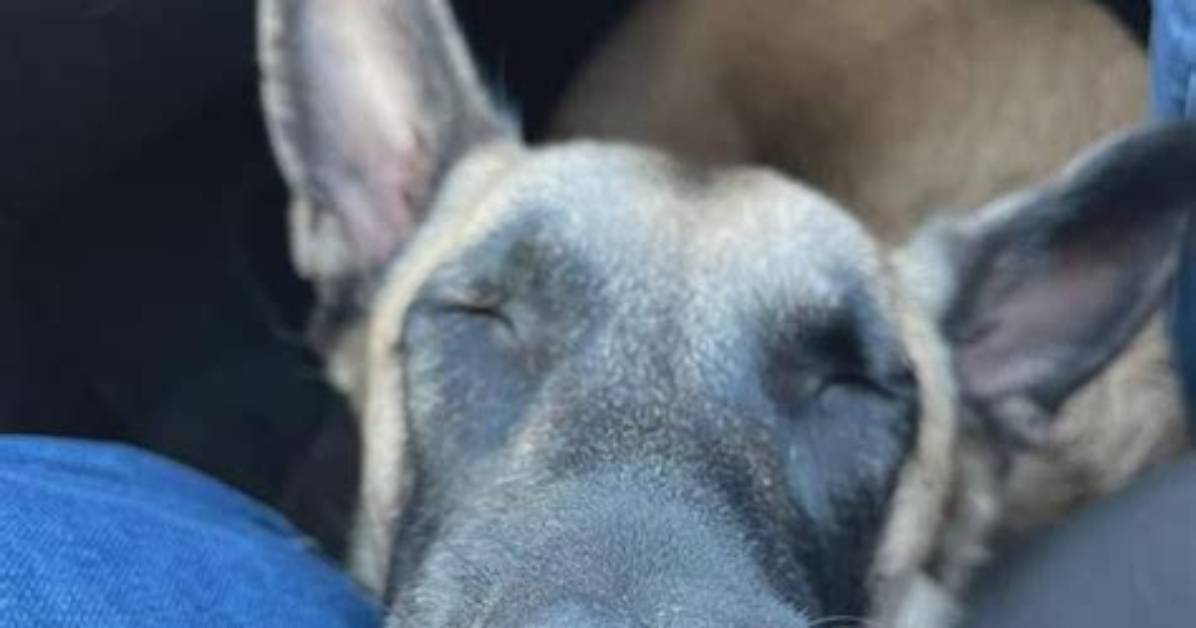 Meet Patton, the Beloved Canine Companion of Barron Trump