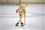 Meet the Amazing Skating Dog: a Paw-Sitive Sensation!