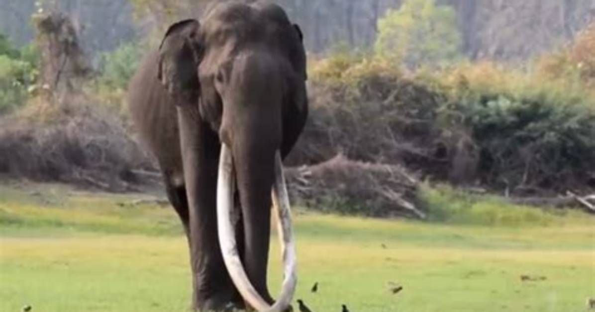 Mr Kabini Elephant Death Cause Age 30, What Happened?