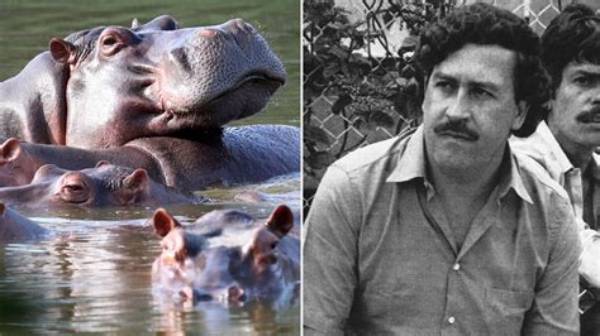 Pablo Escobar's Nephew: a Legacy of Crime and Redemption
