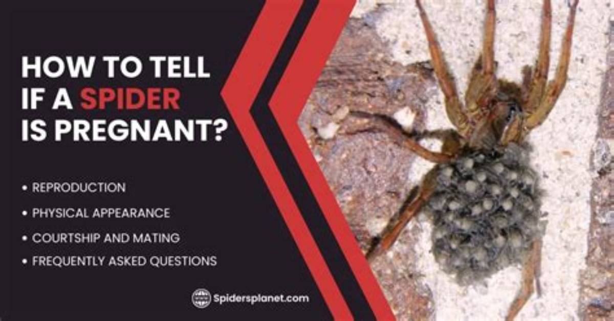 Pregnant Spider in House: What to Do and What It Means