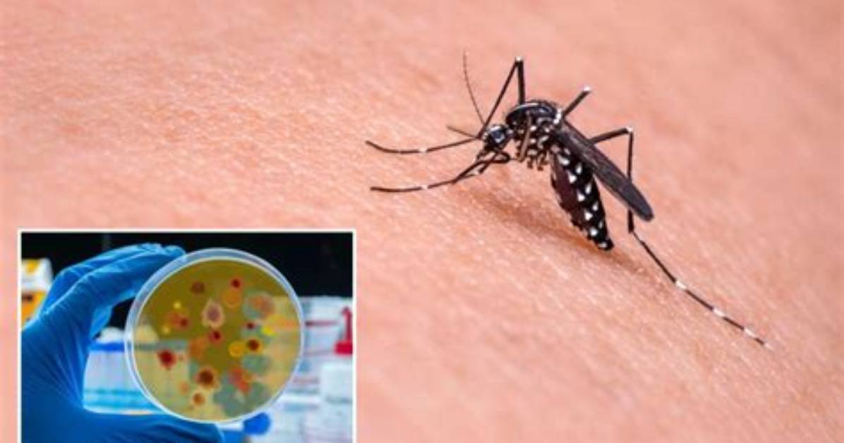 Researchers Use Mosquitoes on People to Test New Malaria Vaccine