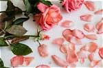 Secrets of "Save the Roses" Meaning: a Symbol of Resilience and Hope