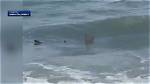 Shark Attacks in Hilton Head 2024: What You Need to Know