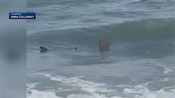 Shark Attacks in Hilton Head 2024: What You Need to Know