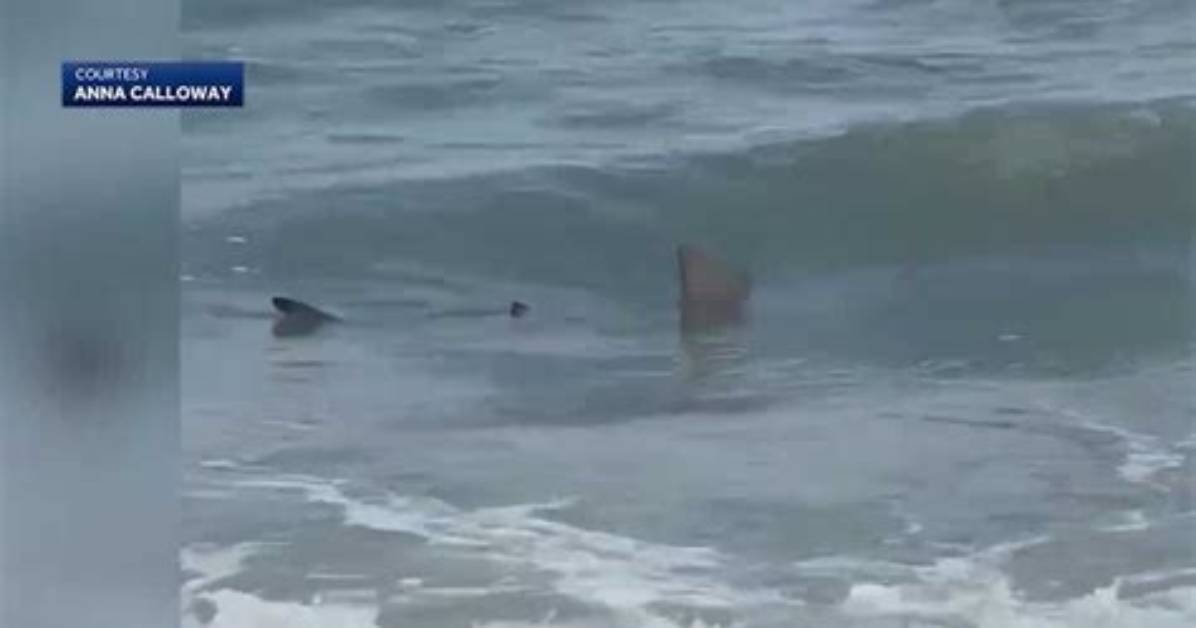 Shark Attacks Near Hilton Head 2024: Are You at Risk?