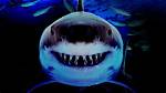 Sharks Scare Easily When They Face Undertakers