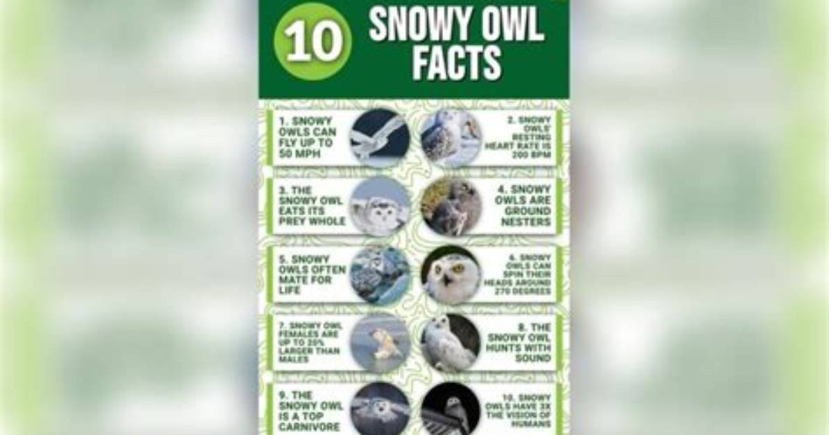 Surprising Facts and Style Secrets Revealed